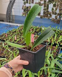Image result for Bulbophyllum burttii