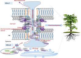 Grant mr, godiard l, straube e, ashfield t, lewald j, sattler a, innes rw and dangl jl (1995) structure of the arabidopsis rpm1 gene enabling dual specificity disease resistance. Dynamic Regulation Of Plasmodesmatal Permeability And Its Application To Horticultural Research Horticulture Research