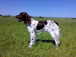 Pin On H Langhaar German Longhaired Pointer