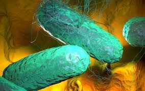 Image result for Typhus