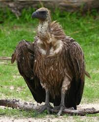 African White Backed Vulture Photo African White Backed Vulture The Internet Bird Collection Vulture Pet Birds African Animals