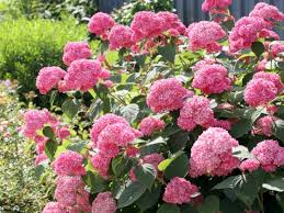 Image result for Hydrangea arborescens Pink Anabelle