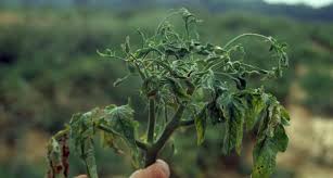 Improve air circulation around the plants. Sneaky Virus Sickens Plants But Helps Them Multiply Science News For Students
