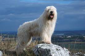 Also referred to as the borzoi, this however, the russian wolfhound is still used by farmers in the western states to control the coyote population. South Russian Ovcharka Russian Sheepdog White Russian Dog