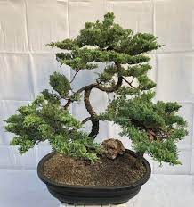 If you water your juniper bonsai and see water pooling at the surface, the soil drainage is not sufficient. Juniper Bonsai Tree Trainedtiered Branching Style Juniper Procumbens Nana