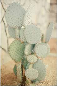 Planting a prickly pear seed gives 170 experience and requires a prickly pear seed to be planted/dipped into a cactus patch using a seed dibber. Pin By Illustrated By Tara On Aie Cacti And Succulents Cactus Planting Flowers