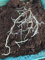 Maybe you would like to learn more about one of these? Arley Hall Nursery On Twitter Look At The Tuberous Root System On This Tropaeolum Speciosum Today We Have Been Propagating Them Ready For The Season Ahead Https T Co Hmajsr29jp