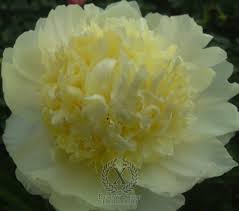.peonies, peonies by colour, peonies by flowering time, peonies by type, peonies for fragrance, peonies for pollinators, white, cream and yellow cut dark green foliage and scented single white flowers with crinkled/folded edge and a cluster golden yellow stamens in the centre any fertile, moist. Peony Charlie S White At Peony Nursery Peonyshop Com
