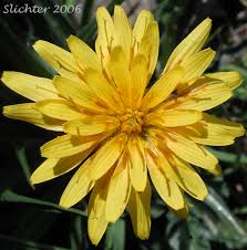 Image result for Disperis virginalis