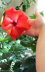 Growing Hibiscus Indoors Encouraging Flowers Hibiscus Plant Growing Hibiscus Hibiscus Tree