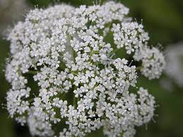 To formally praise someone or something: Mimicry Simple English Wikipedia The Free Encyclopedia