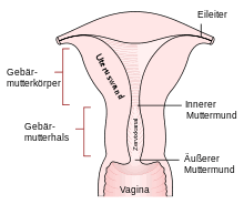 Gebarmutter Wikipedia