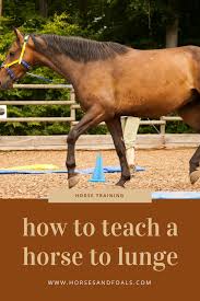 This Is A Really Great Article On A Highly Important Training Method Lunging Horse Training Exercises Horse Training Lunging Horse