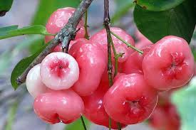 Rose apple may refer to: 14 Vorteile Von Rose Apple Sie Wunschen Dass Sie Fruher Wissen Damenmode Mit Stil Trendige