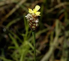 Image result for Xyris schliebenii