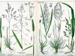 Reed canary grass washington state. Sagebud Grow Your Garden Plant A Tree Pot A Flower Sow A Seed