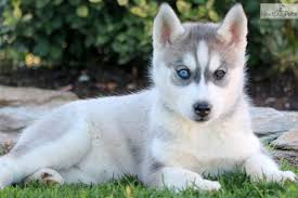 Mother is abkc and is papered. Twila Siberian Husky Puppy For Sale Near Lancaster Pennsylvania 4f2aca0c 5f91