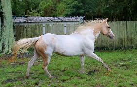 Black And White Paint Horses For Sale In Colorado Beautiful Registered Paint Horse For Sale Horses Paint Horses For Sale American Paint Horse