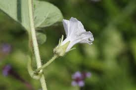 Image result for Ipomoea plebeia