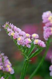 Image result for Limonium sinuatum