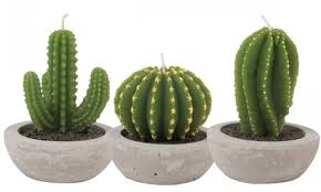 Enjoy our cactus quotes collection. Looking Sharp How The Cactus Became The World S Most Wanted Plant Homes The Guardian