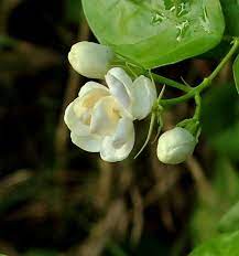 Jasmine Has Symbolic Meanings In The Chinese Culture The He In A Man S Name Indicates He Is Either A Buddhist Or C Jasmine Flower Flower Backgrounds Flowers