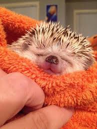 Pin By Anna Farley On Hedgehogs Cute Hedgehog Cute Little Animals Hedgehog Pet