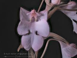 Image result for Habenaria adolphi
