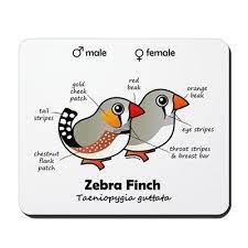 Red Is Chic K Zebra Finch Canary Birds Finches Bird