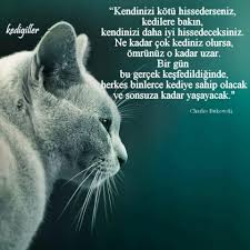 Havva Gunnur Seven Adli Kullanicinin Hayata Dair Panosundaki Pin Bukowski Charles Bukowski Ve Kedi