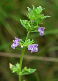 Image result for Achyrospermum micranthum