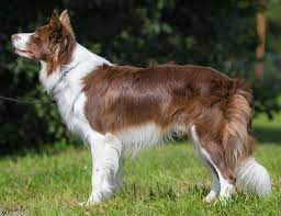 Border Collie Marrom E Branco Linhagem Inglesa Tipo Trabalho Border Collie Collie Border Collie Marrom