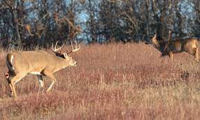How To Correctly Use Doe In Heat Nelson Creek Outdoors