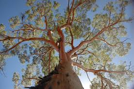 Check spelling or type a new query. Eucalyptus Five Things You Might Not Know About These Flowering Giants Csiroscope