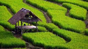 23 Gambar Ekosistem Sawah Kartun Ada Ribuan Judul Contoh Tesis Yang Bisa Dipilih Sebagai Bahan Referensi Kami Tidak Menyarankan Ekosistem Gambar Pemandangan