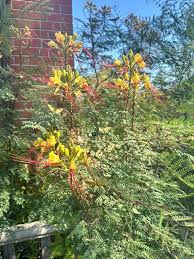 Image result for Erythrostemon gilliesii