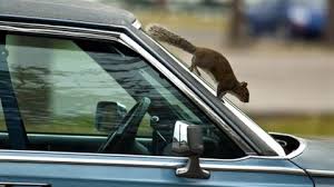 What do you suggest for removal of odors? How Do I Get Rid Of A Dead Animal Smell In My Car Howstuffworks