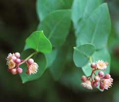 Image result for Syzygium komatiense