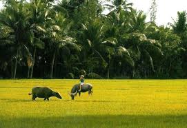 Image result for QUÃŠ HÆ¯Æ NG