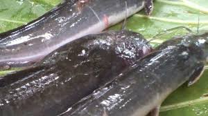 Dorong realisasi lumbung ikan nasional, dpr setujui usulan anggaran rp3,2 triliun untuk maluku dan maluku utara seleksi kompetensi bidang cpns kkp digelar di 28 lokasi kkp hadir untuk masyarakat pulau kecil terluar kkp jabarkan ketentuan kepemilikan pulau di indonesia Jenis Penyakit Budidaya Ikan Lele Dan Cara Mengobatinya