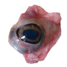 Maybe you would like to learn more about one of these? B8r06134 Sheep Eyes Halal Pack Of 5 Philip Harris
