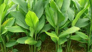 Maybe you would like to learn more about one of these? Cara Menanam Temulawak Dari Tahap Awal Hingga Panen Ilmubudidaya Com