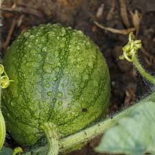 Image result for Citrullus lanatus