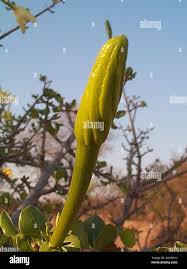 Image result for Lepidotrichilia volkensii