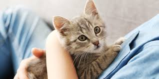 Ketahui penyebab kenapa mata kucing berair dan cara mengatasi nya. 8 Penyebab Mata Kucing Berair Terus Dan Cara Mengobatinya Pintarpet