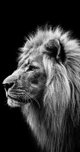 Black And White Lion And Lioness Picture Pin By Gary Couture On Cats Lion Photography Animals Black And White Black And White Lion