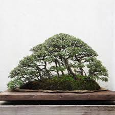 Mini Baumpflege Bonsai Aus Waldbaumen Erziehen Baumpflegeportal