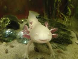 High white golden albino axolotl. So This Is My Golden Albino Banana D Axolotls