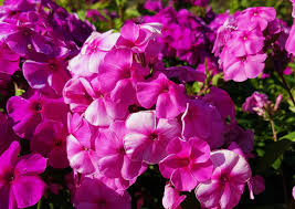 Check spelling or type a new query. Das Grune Archiv Phlox Flammenblume Pflanzen Pflege Arten