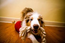 She should fall to her side, at which point you. How To Teach Your Dog To Play Tug Of War